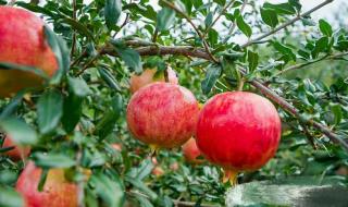 突尼斯软籽石榴产地